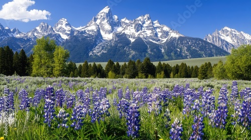 Vibrant bluebonnet and purple Alyssum flowers bloom in front of snow-capped peaks, creating a picturesque landscape against a bright blue sky in Grand Teton National Park