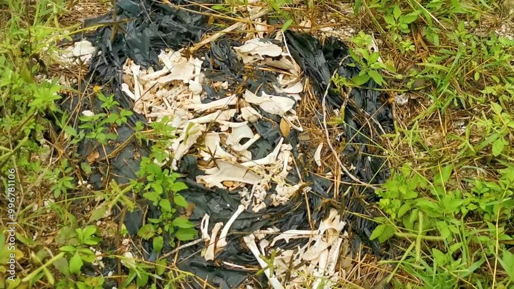 Animal skeletons and bones out in nature in Mexico. Animal skeletons and bones out in nature in Mexico.