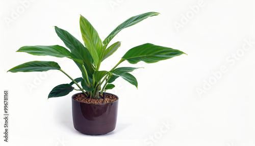 Green Peace Lily Plant in Brown Pot