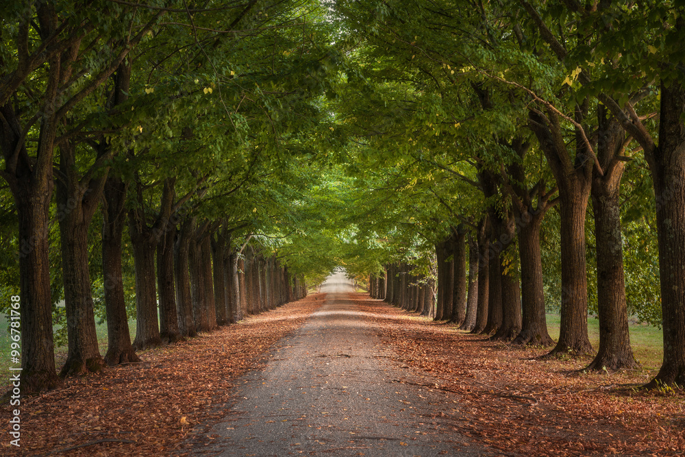 Tree tunnel walkway in Tuscany, Italy. Tree tunnel walkway in Tuscany, Italy.