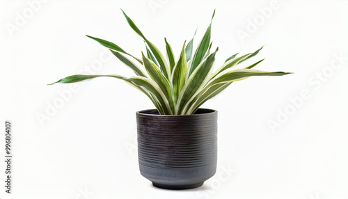 Variegated Snake Plant in Black Pot on White Background photo