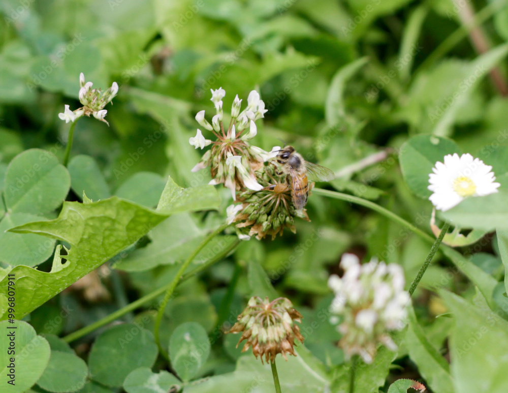 A small bee is calmly sitting on a beautiful flower that is blooming in the soft grass beneath it, enjoying the warm sun A small bee is calmly sitting on a beautiful flower that is blooming in the soft grass beneath it, enjoying the warm sun