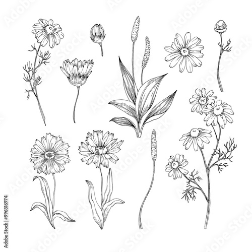 Chamomile, calendula and plantain hand drawn isolated on white background. Set of medicinal herbs. Elements for label design of herbal tea, cosmetics and oil