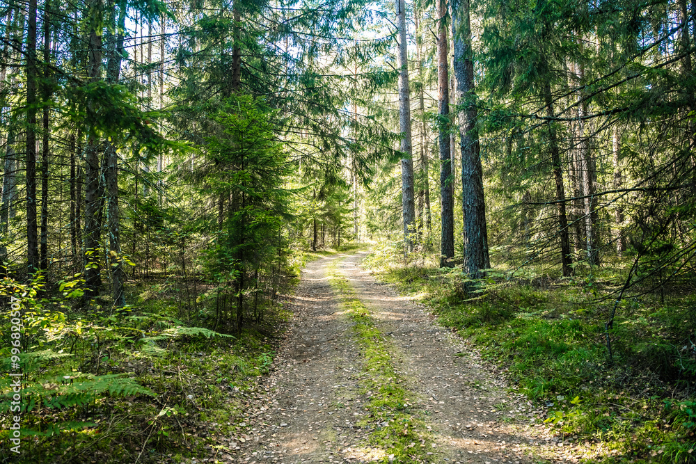Forest dirt path. Forest and nature with empty road Forest dirt path. Forest and nature with empty road