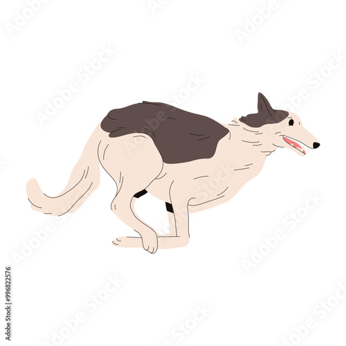 Vector clipart of borzoi hunting dog. Russian wolfhound breed or purebred sighthound doggy. Hunt mammal pose for zoology sign. Animal standing for cynology poster. Canine illustration. Domestic
