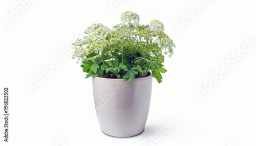 White Flowers in a Grey Pot