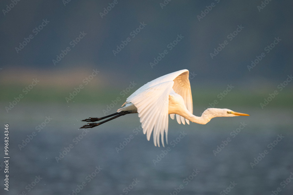 Obraz premium White heron