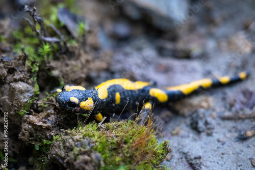 fire salamander