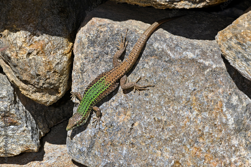 Naklejka premium Ägäische Mauereidechse // Erhard’s Wall Lizard (Podarcis erhardii naxensis) - Kykladen-Insel Ios, Griechenland