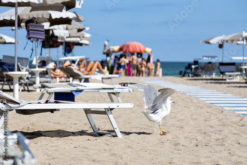 Fototapeta Naklejka Na Ścianę i Meble -  Seagull taking off at a beach club with people and umbrellas at Sottomarina Beach, Chioggia, Veneto, Italy