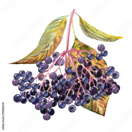 Watercolor botanical illustration of elderberry with yellow leaves. Hand drawn elderberry in autumn.