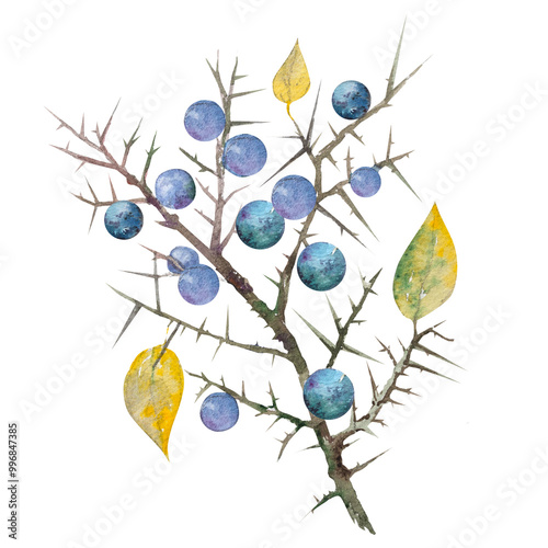 Watercolor illustration of a branch of blackthorn berries with yellow leaves. Hand drawn branch with thorns, leaves and blackthorn berries.