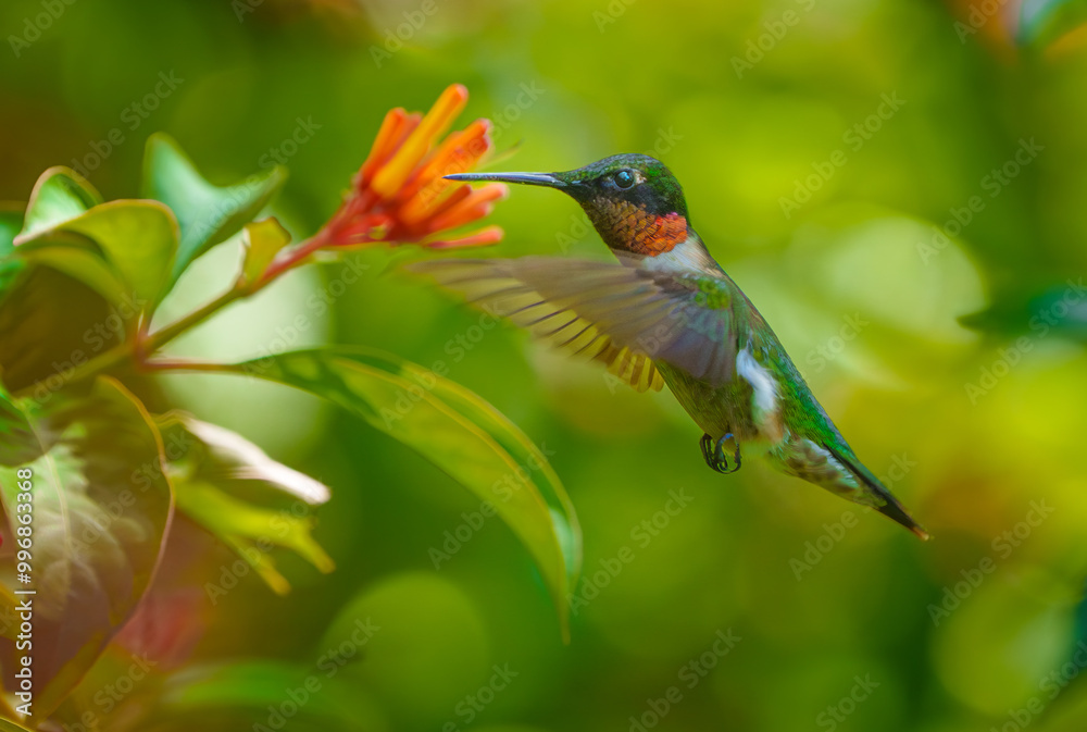 Fototapeta premium Ruby-throated Hummingbird- male