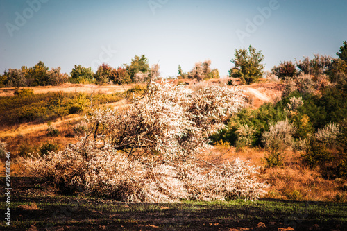 A large fallen tree lying on the scorched earth, against the backdrop of rolling hills with orange grass and a blue sky in the morning. Golden hour