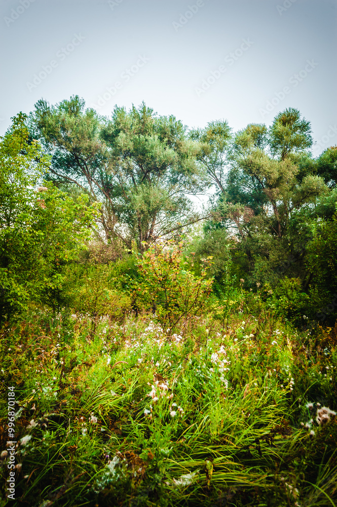 Acacia trees with lush green foliage against the blue sky, growing in fields with dry grass. Morning, golden hour Acacia trees with lush green foliage against the blue sky, growing in fields with dry grass. Morning, golden hour