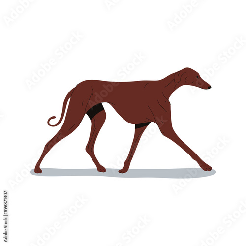 Illustration of greyhound. Vector hunting or racing dog breed. Domestic pet pose. Purebred canine for hunt. English coursing pedigree or purebred animal. Biology image and zoology sign, cynology card