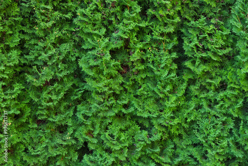 A beautiful hedge of thuja trees. Thuja hedge. Seamless texture of green natural background. Thuja texture.
