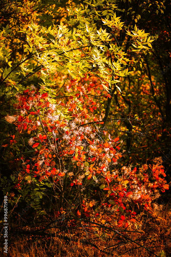 trees with red, yellow, orange and green trees illuminated by the rays of the bright morning sun. Golden hour trees with red, yellow, orange and green trees illuminated by the rays of the bright morning sun. Golden hour