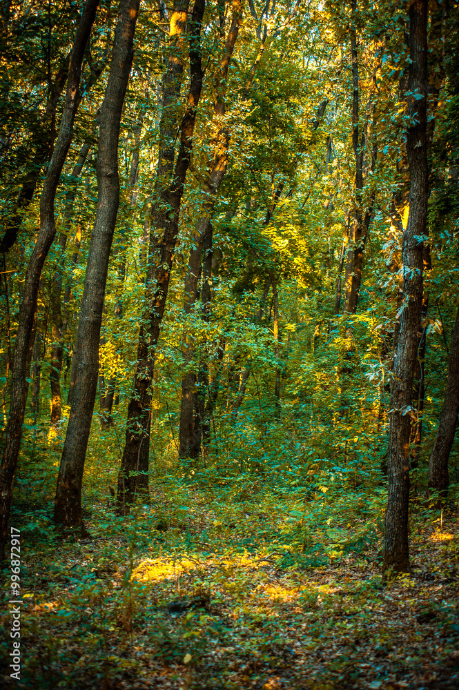 green forest with trees and bushes illuminated by bright rays of the morning sun during golden hour green forest with trees and bushes illuminated by bright rays of the morning sun during golden hour