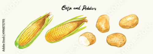 Corn and potato watercolor, vector illustration watercolor that can be used in harvest festivals and branding that can be customized on t-shirts, cards, posters and more.
