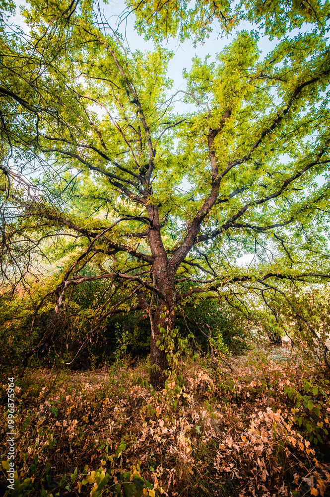 oak forest with bright yellow-green leaves. thick orange grass grows around the trees. golden hour, dawn oak forest with bright yellow-green leaves. thick orange grass grows around the trees. golden hour, dawn