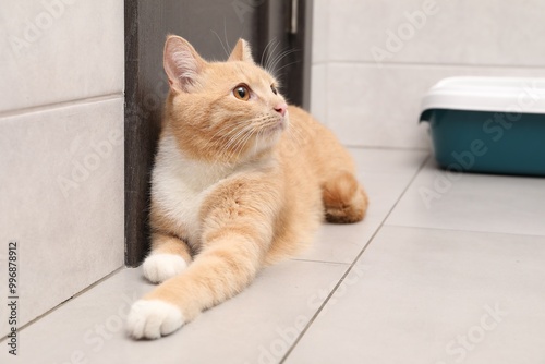 Cute ginger cat lying near litter tray indoors photo