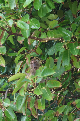 monkey in the forest, shocked monkey