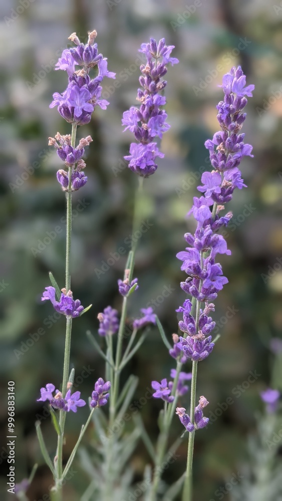 Obraz premium close up of lavender flowers