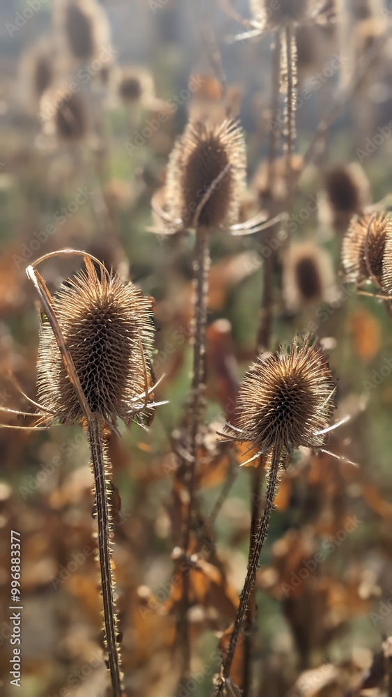 Obraz premium thistle in the field