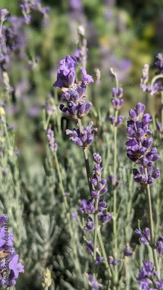 Obraz premium close up of lavender flowers
