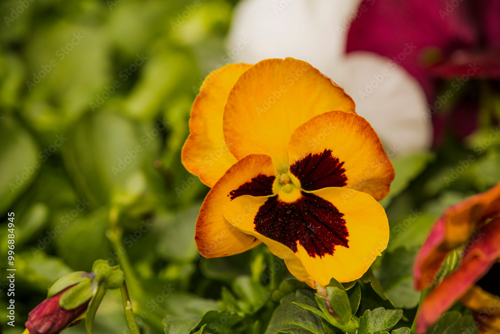 This image features a detailed closeup of a stunning yellow flower that has a beautiful red center, showcasing its vibrant colors and delicate petals This image features a detailed closeup of a stunning yellow flower that has a beautiful red center, showcasing its vibrant colors and delicate petals