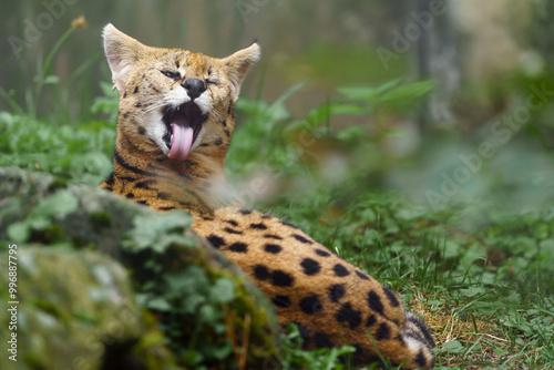 Portrait of Serval in zoo photo