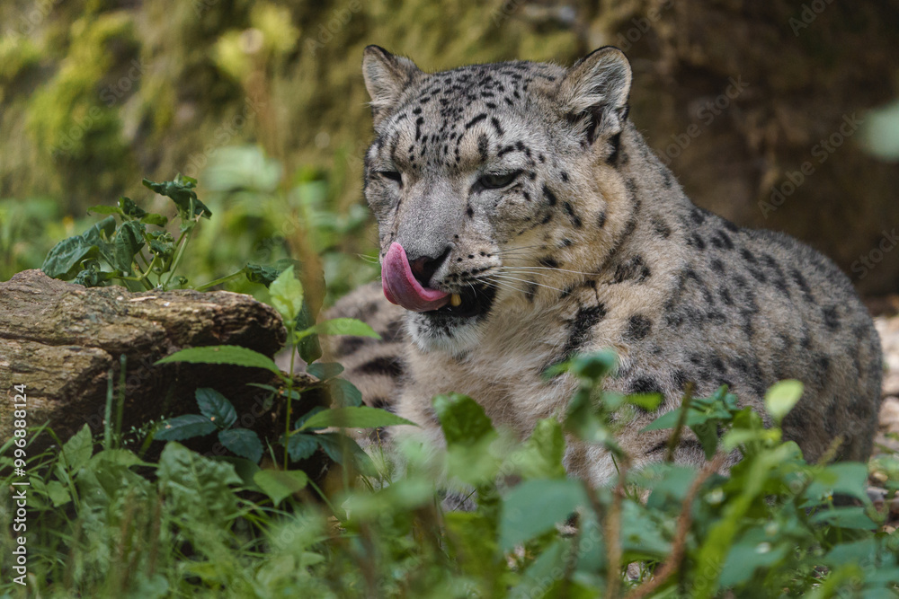 Portrait of Snow leopard in zoo