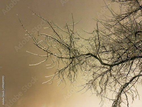 Iced Over Tree Branches After An Ice Storm In The Glow Of Evening Lights photo