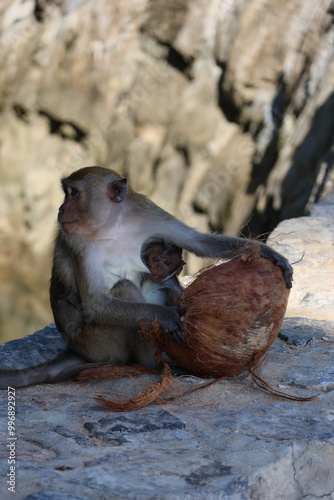 mother monkey with baby, eating coconut on the beach