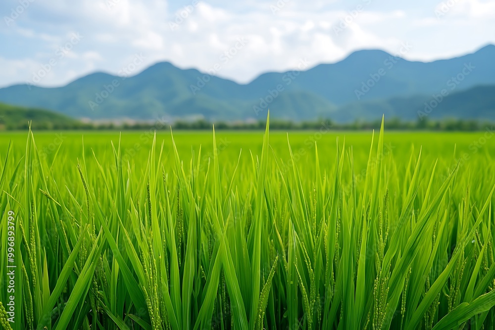 Green rice paddy field growing on terrace with mountain range background Green rice paddy field growing on terrace with mountain range background