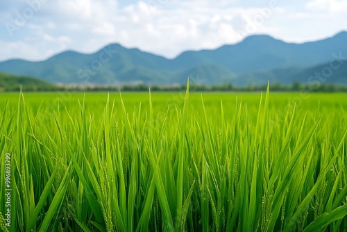 Green rice paddy field growing on terrace with mountain range background