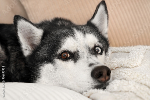 Cute Husky dog lying on sofa in living room, closeup