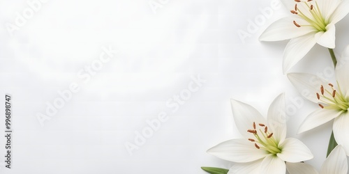 White lilies on white background with copy space