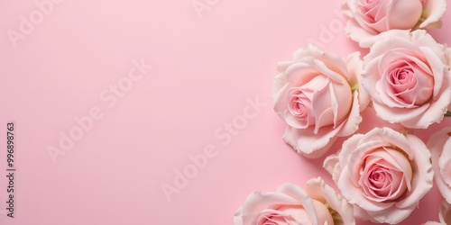 Pink roses on pink background with copy space

