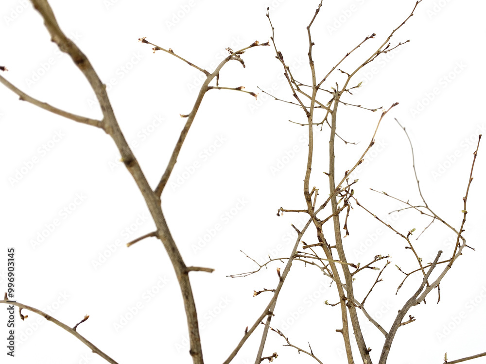 branches of a tree branches of a tree