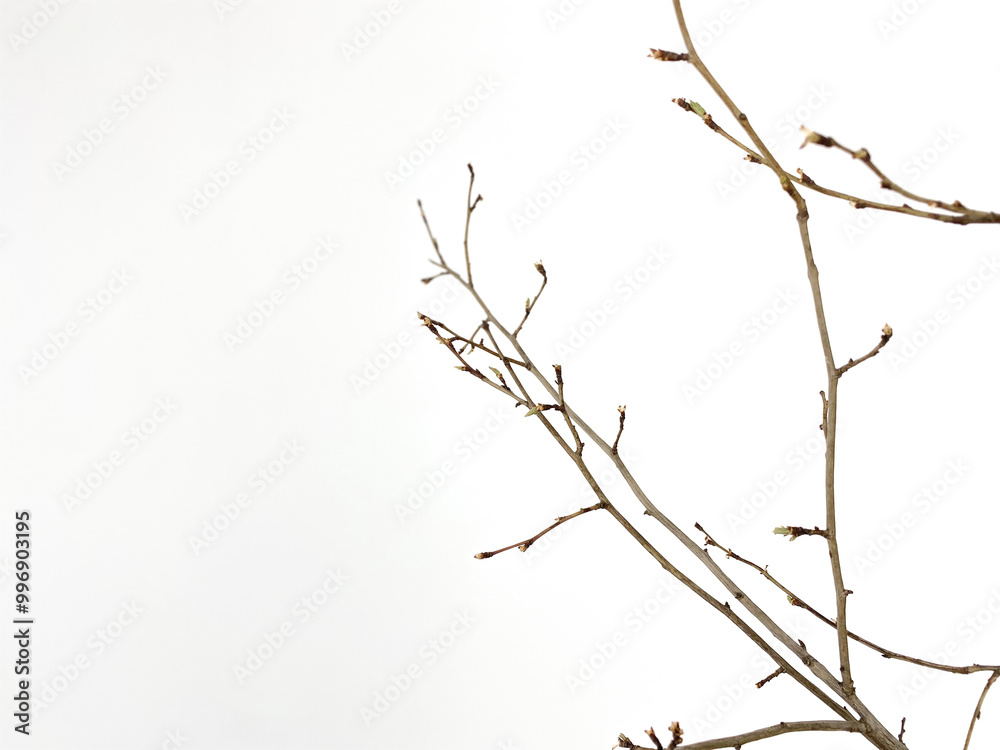 tree branches tree branches