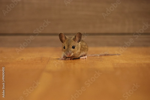 mouse inside home