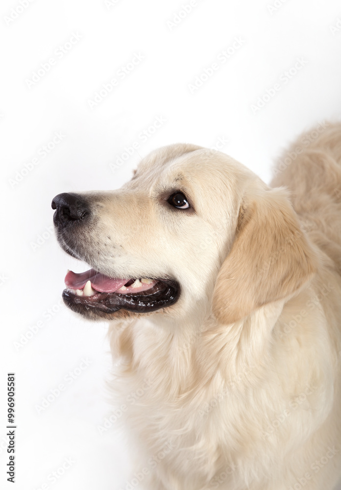 Portrait of a dog of the Golden Retriever breed on a white background. Portrait of a dog of the Golden Retriever breed on a white background.