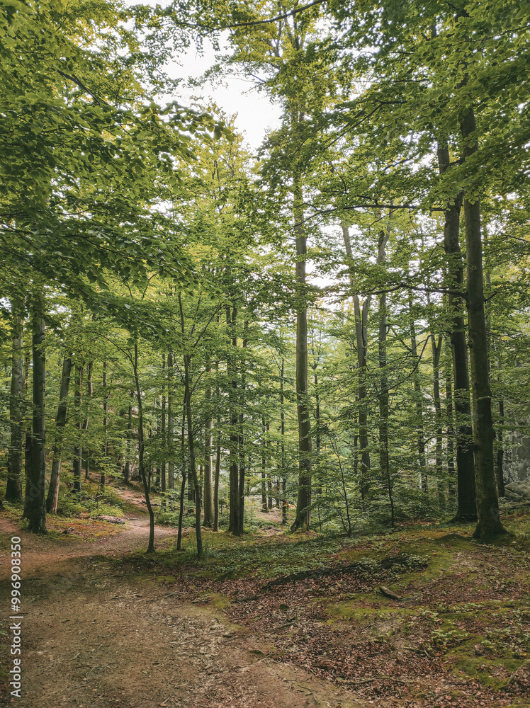 Obraz premium path in the woods