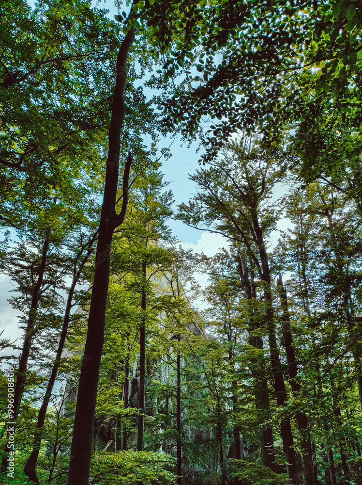 Obraz premium trees in the forest