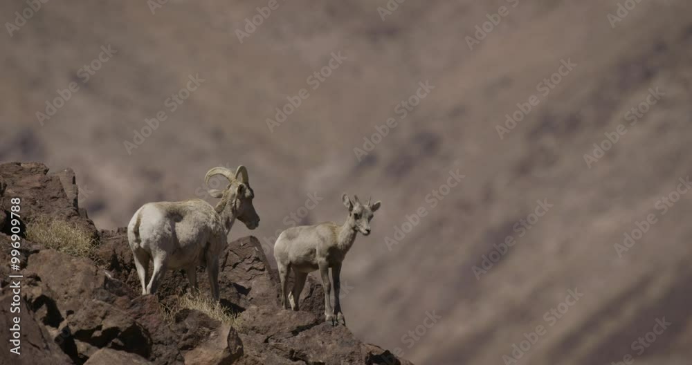 bighorn sheep on a cliffside in the summer heat, bighorn sheep on a cliffside in the summer heat,