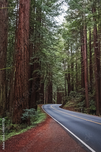 Scenic drive through towering redwood trees in a serene forest