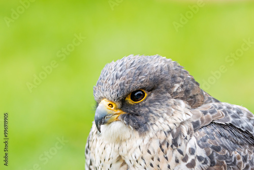 Peregrine Falcon (Falco peregrinus) - Found worldwide, particularly in coastal and urban areas