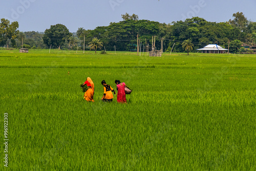 green paddy field at rural west bengal india  photo